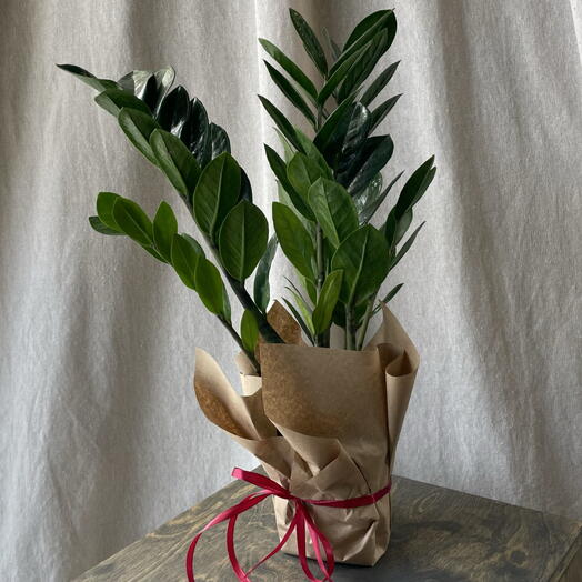 Замиокулькас