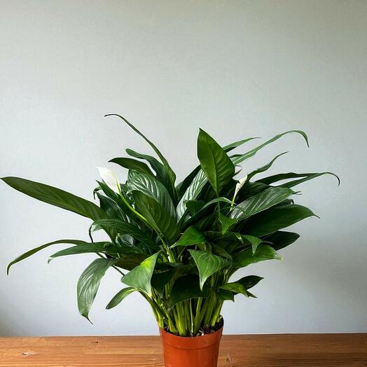 Спатифиллум 12"
