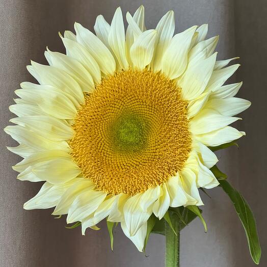 🌻Гелиантус подсолнух цветы подарок женщине, любимой девушке, жене, маме