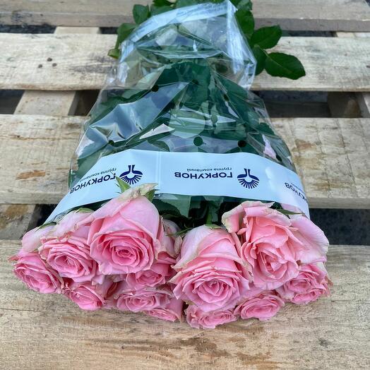 Пачка (15 штук) роз 40 см, Софи Лорен