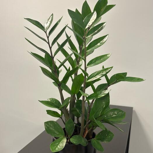 Zamioculcas (dollar tree)