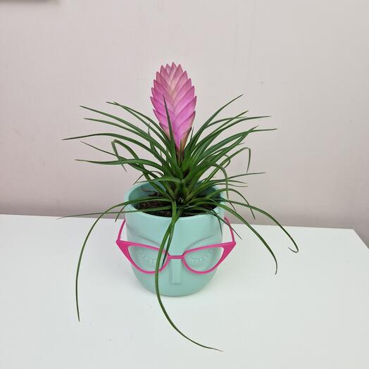 Необычный комнатный цветок Тилландсия в интересном горшке