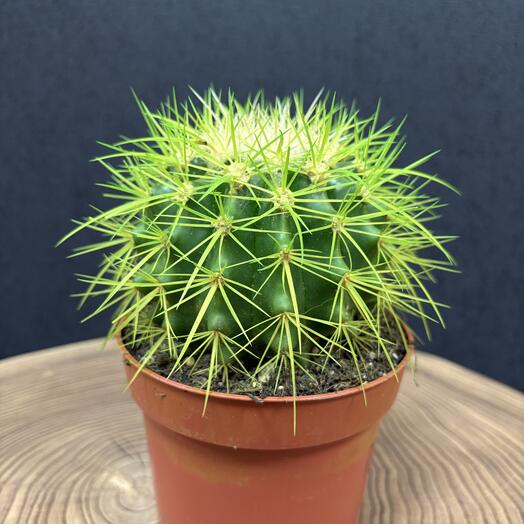 Эхинокактус зеленый, большой