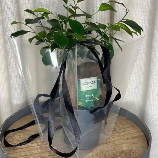 Подарочная упаковка под растения