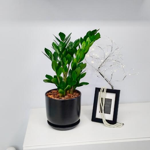 Замиокулькас  в большом чёрном керамическом горшке с поддоном