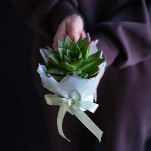 Эхеверия микс