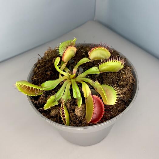 Dionea Muscipula(Venus Flycatcher)