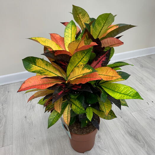 Кротон Кодиеум Миссис Айстон в горшке d19cm комнатное растение на подарок