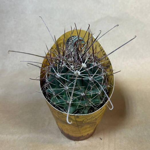 Кактус 🌵