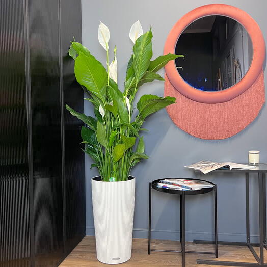 Спатифиллум женское счастье в премиум кашпо Lechuza, высота 155см