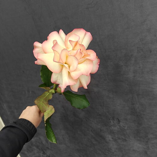 Французская роза,, Джимулия