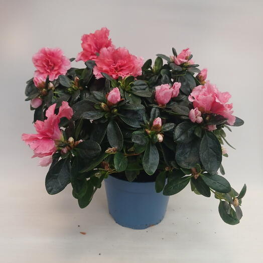 Азалия кустовая ярко розовая