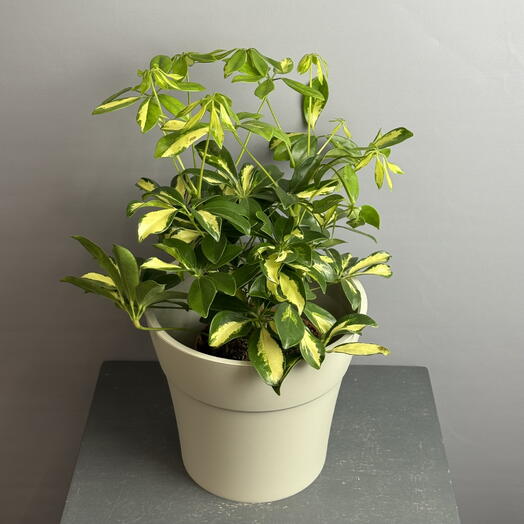 Комнатное растение- Леффлера Герда в стильном сером горшке ☘️