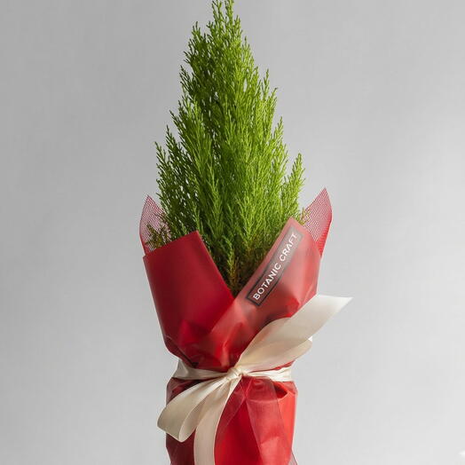 Кипарисовик в горшке и подарочной упаковке