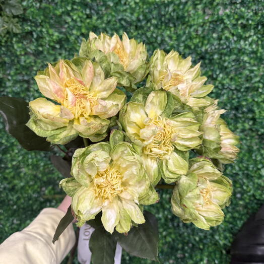 Пионовидные розы Вегги 7 штук 💚