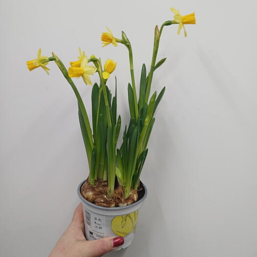 Нарцисс ароматный