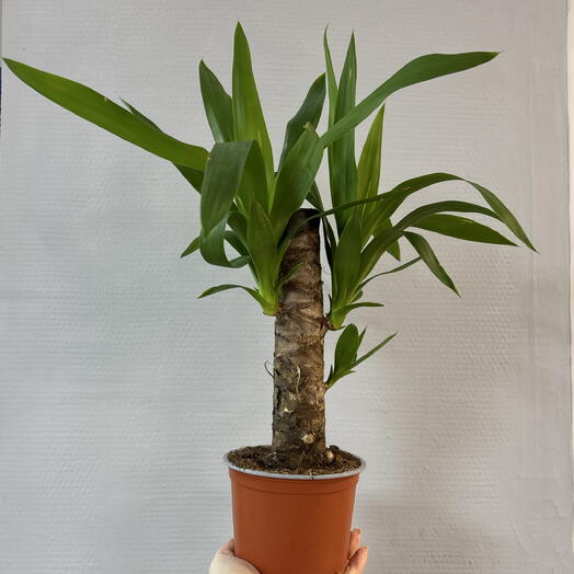 Комнатное растение Драцена