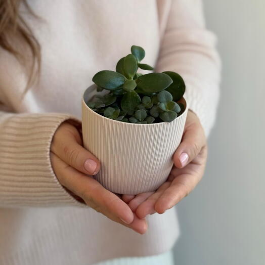 Mini-суккулент