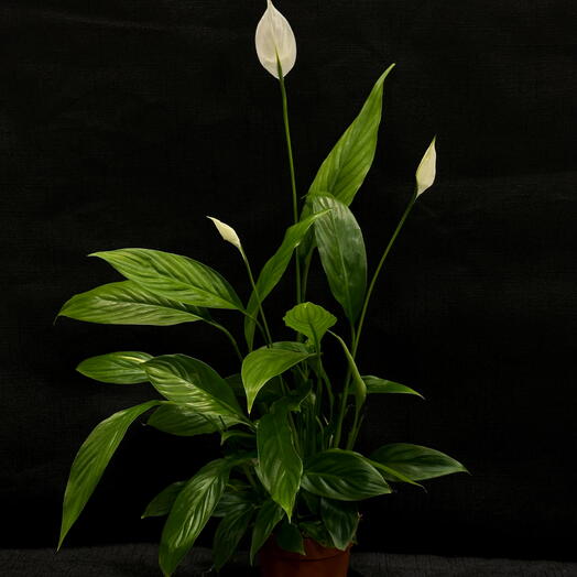 Спатифиллум