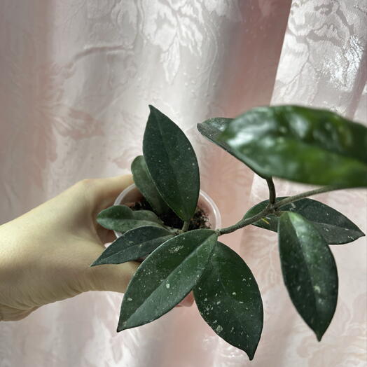 Hoya Carnosa