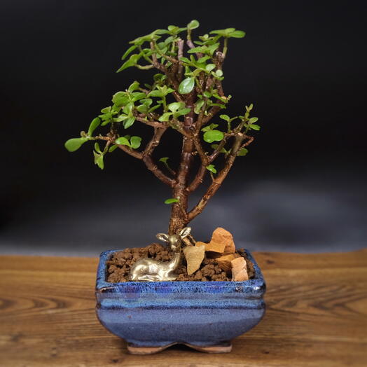 Бонсай Денежное дерево, 15см, 6 лет