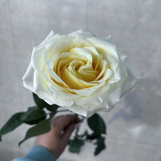 Роза Канделайт
