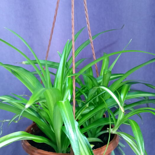 Хлорофитом