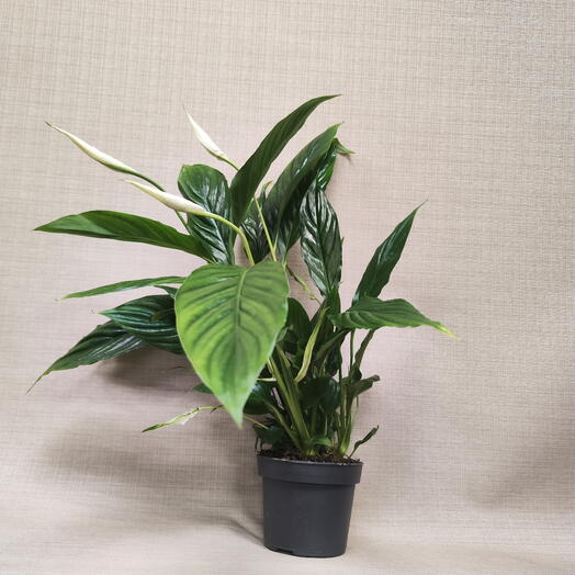 Spathiphyllum d-12