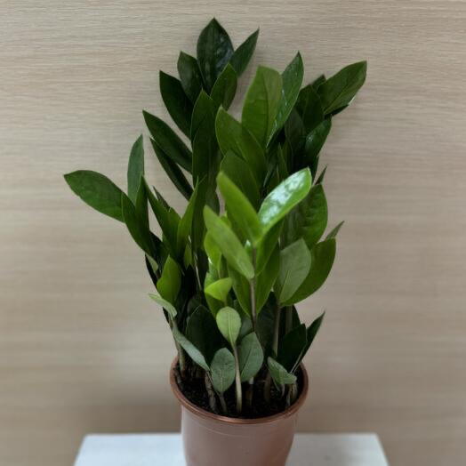 Замиокулькас