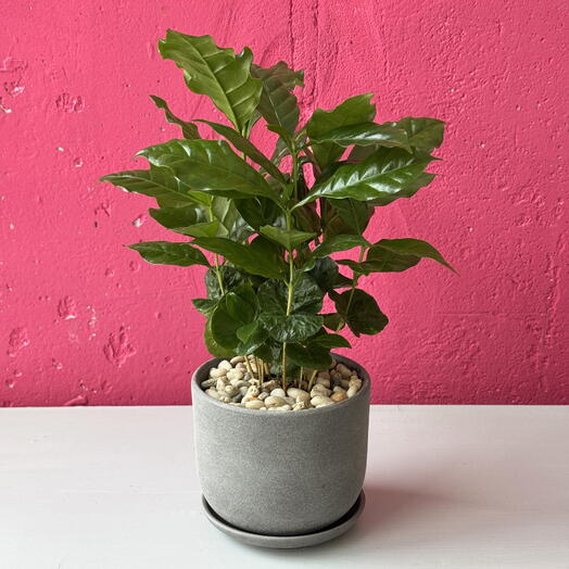 Кофейное дерево в бетонном кашпо