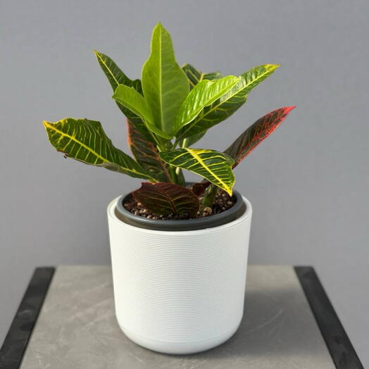 Кодиум (CODIAEUM GR EXCELLENT )