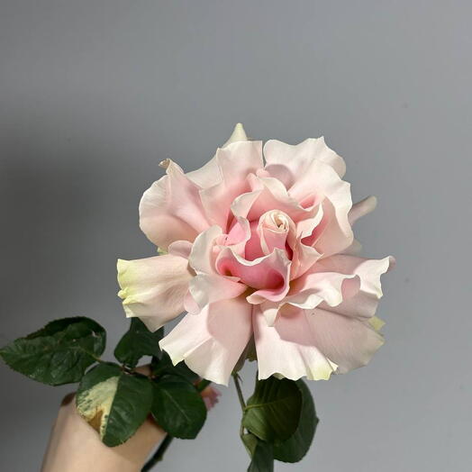 Роза Pinky