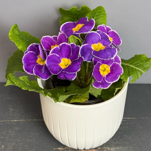 Комнатное растение- фиолетовая примула в белом горшке 💜🤍