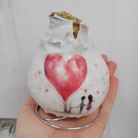 Луковица амариллиса "Сердце"