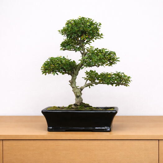 Bonsai Ilex – Miniature Tree with Timeless Charm
