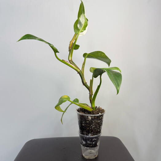 Филодендрон Вайт Визард (Philodendron White Wisard)