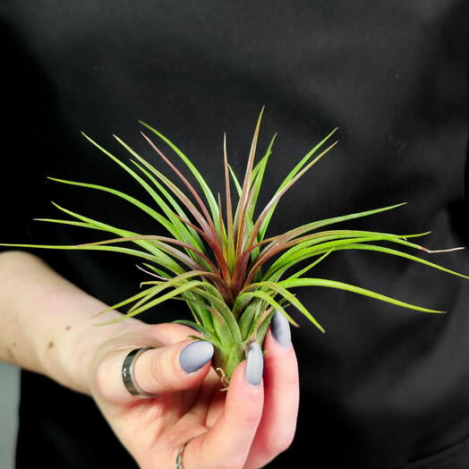 Тилландсия Рейнфорест Ред (Tillandsia Rainforest Red)