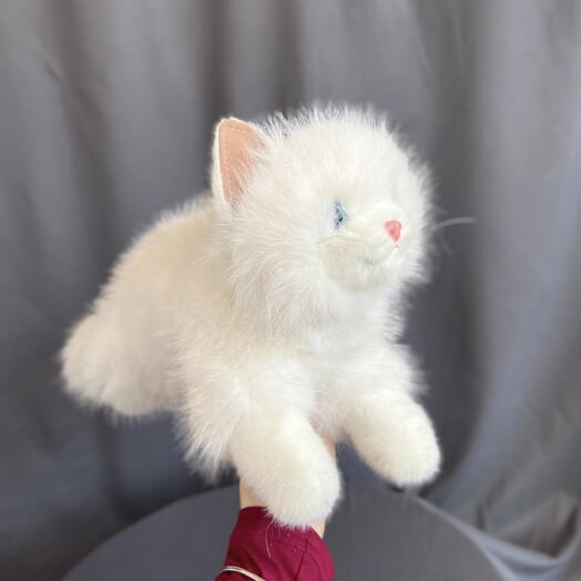 Котик белый