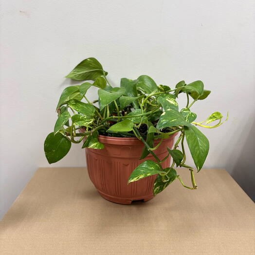 Эпипремнум (Epipremnum) в пластиковом горшке