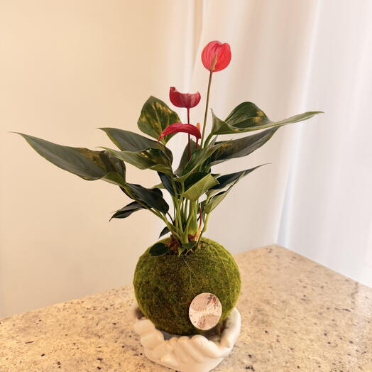 Кокедама Антуриум красный на подставке из гипса