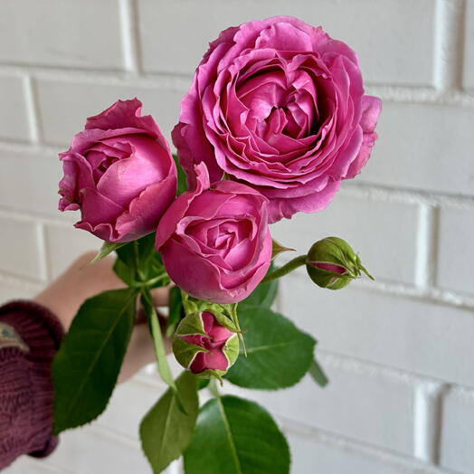 💕🌺 Пионовидная Роза Краснодарская