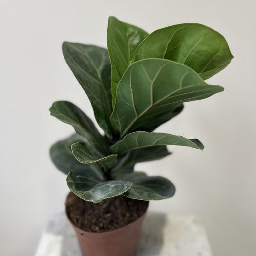 Фикус Лирата Бамбино🌱