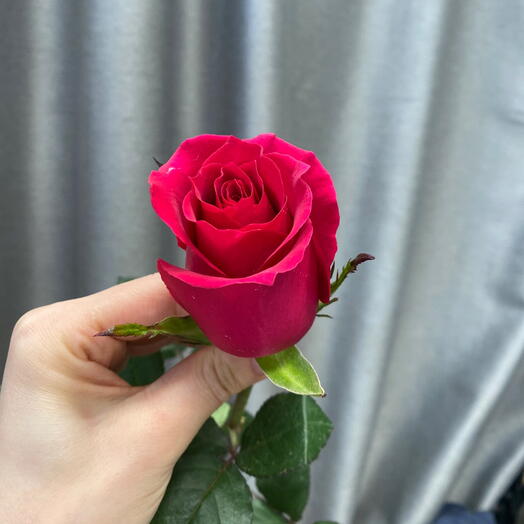Роза эквадор 60 см ️🎀 яркая фуксия