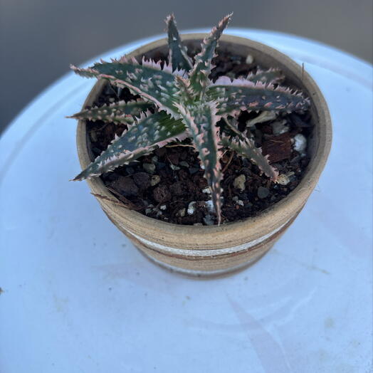 Aloe Red Star