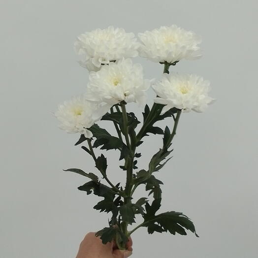 Хризантема кустовая Алтай