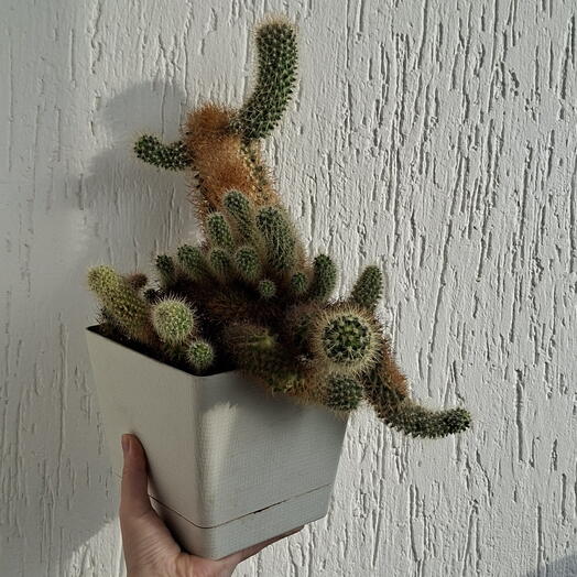 Кактус