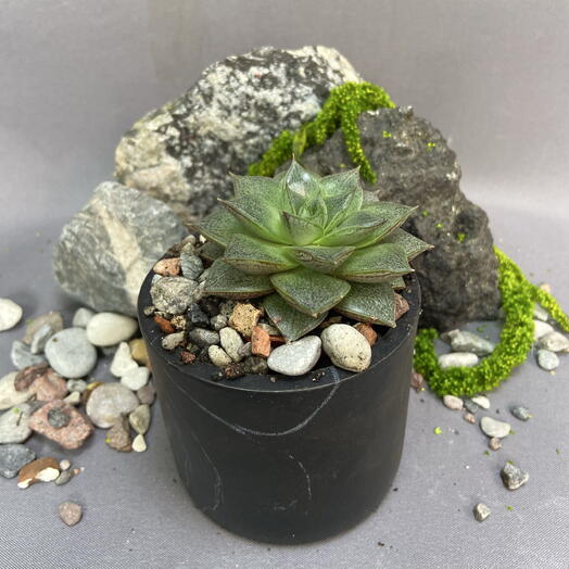 Эхеверия Пурпузорум / Echeveria purpusorum