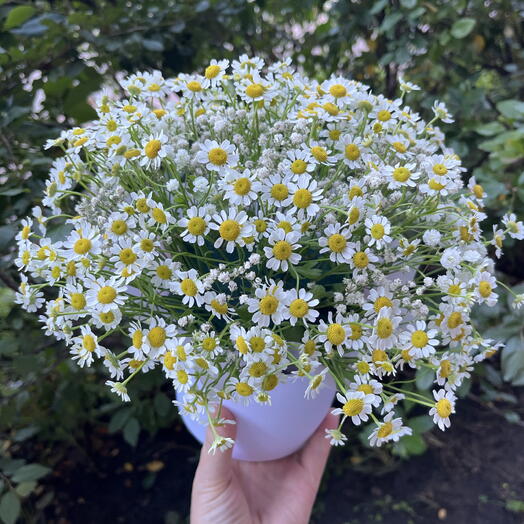 Летний букет из Ромашки 🌼