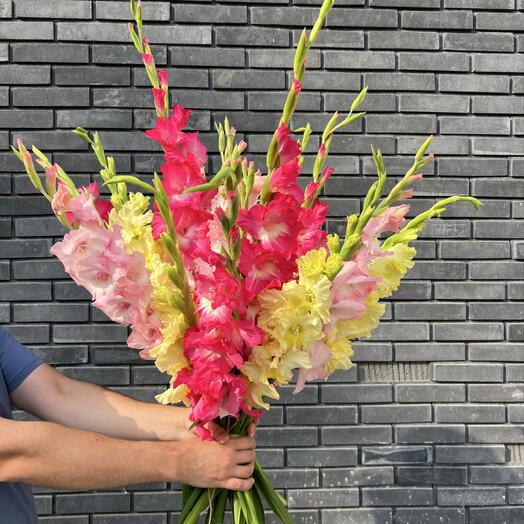 Gladioluses