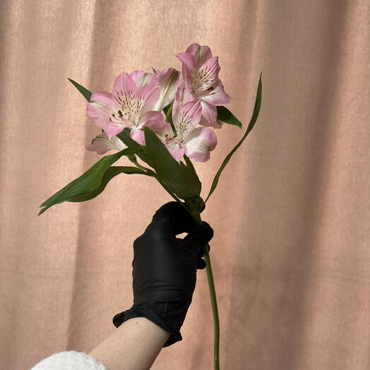 Альстромерия розовая Алтай премиум 🌷